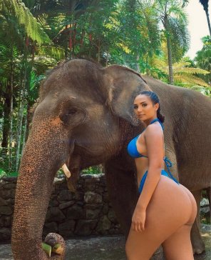 bernice kinnear share elephant pornography photos