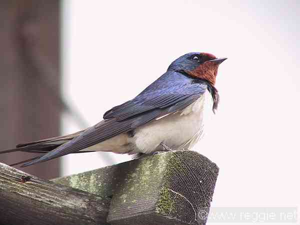 costas hatzis recommends japan swallow pic