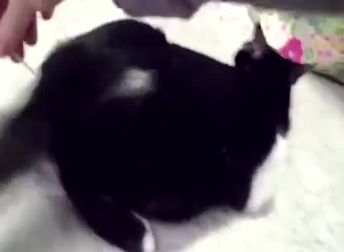 man fucks cat