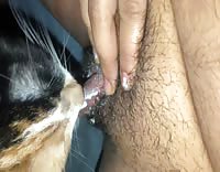 debi yeager recommends Cat Pussy Lick