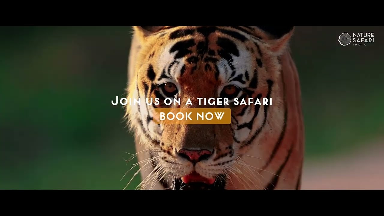 butch lopez recommends safari tiger full videos pic