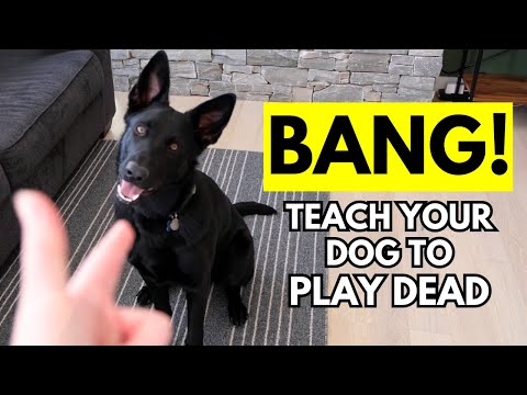 chloe jensen recommends doggy bang pic