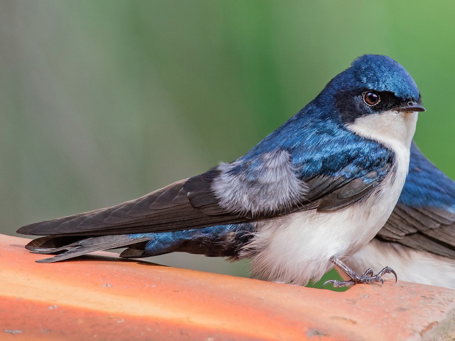 road head swallow