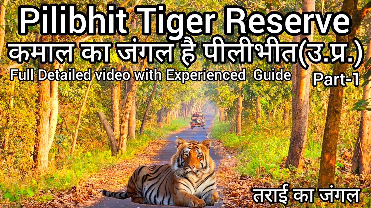 Best of Safari tiger full videos