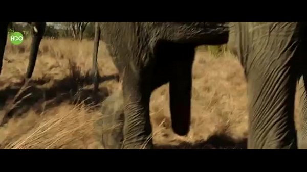 anna stefanski recommends Elephant Pornography