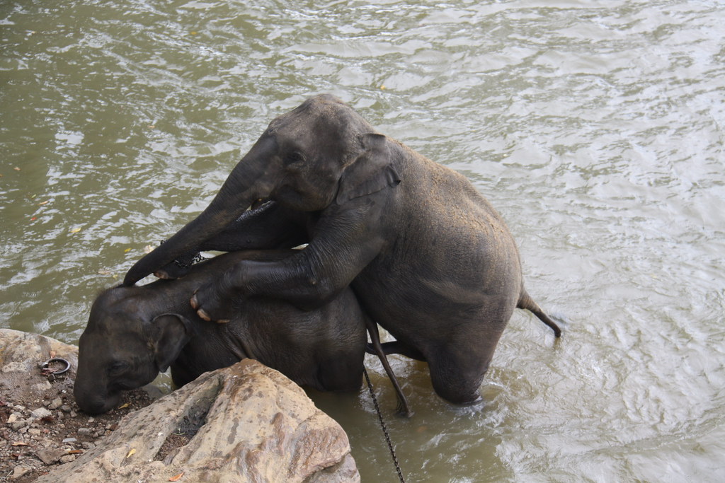 Elephant Pornography orgasm male