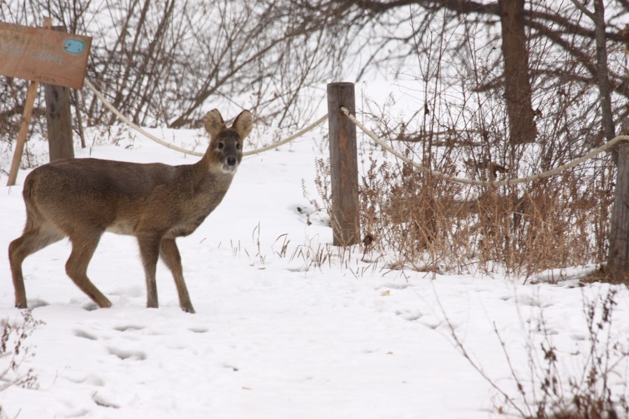 alex kreinis recommends Korean Bj Deer