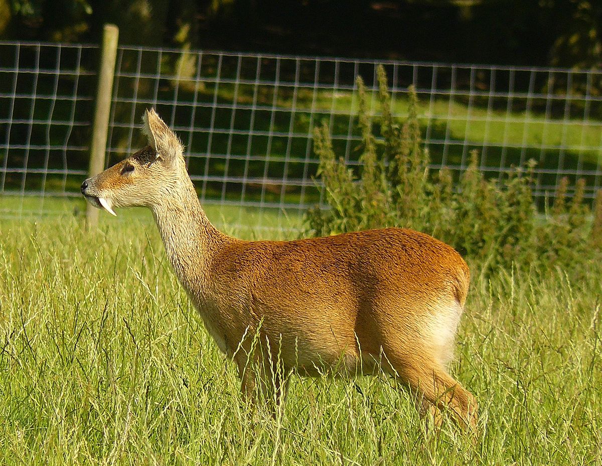 ashley hamblin recommends korean bj deer pic